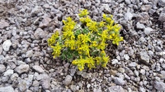 Draba stenopetala