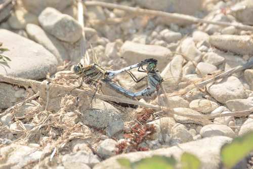 White-tailed Skimmer