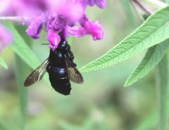 Xylocopa micans