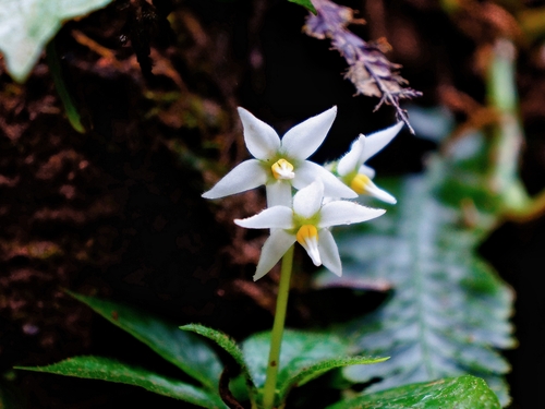Argostemma solaniflorum iNat (1)