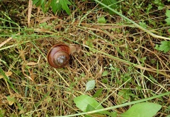 Nesiohelix samarangae