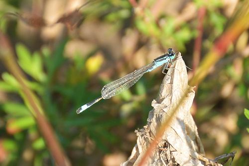 Blue-tailed Damselfly