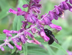 Xylocopa micans