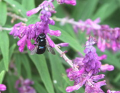 Xylocopa micans