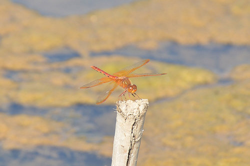 Sympetrum croceolum