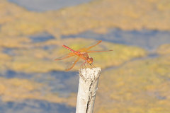 Sympetrum croceolum