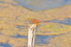 Sympetrum croceolum