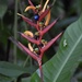 Heliconia osaensis - Photo (c) lenoreatwood, algunos derechos reservados (CC BY-NC)