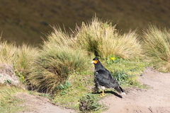 Daptrius carunculatus