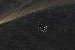 Daptrius carunculatus