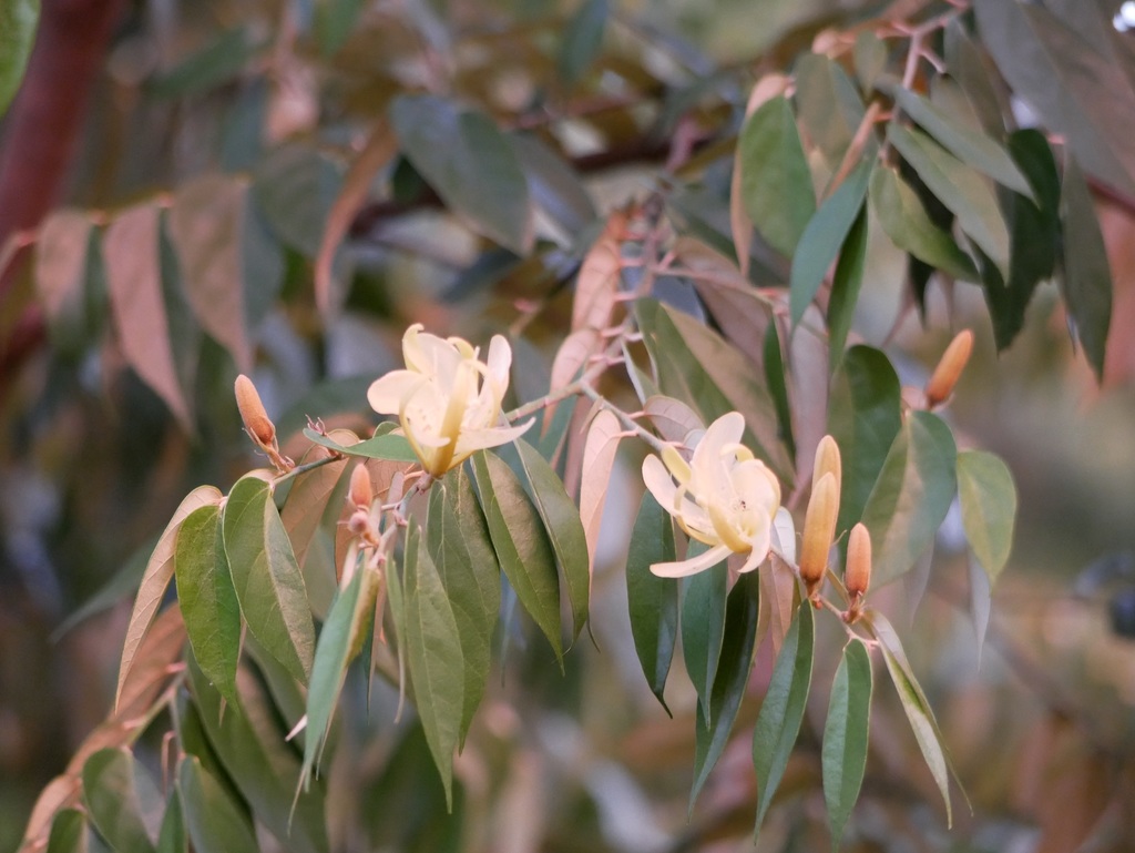 Pterospermum obliquum