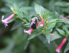 Bombus impatiens