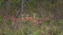 Eld's Deer photo 1