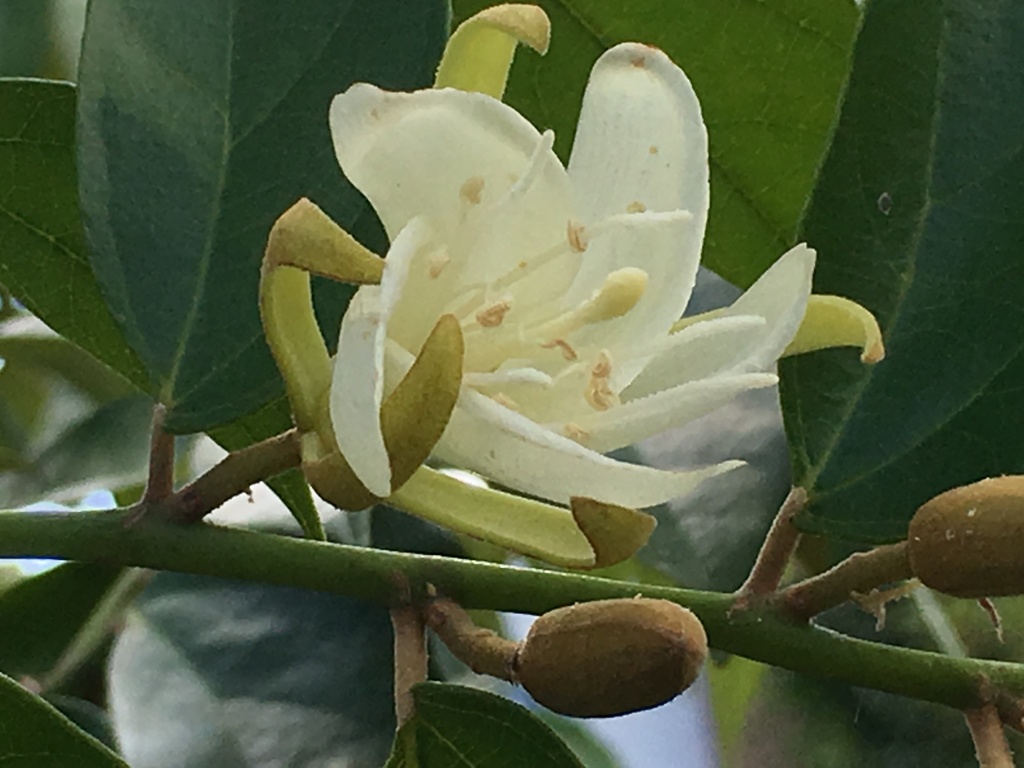 Pterospermum