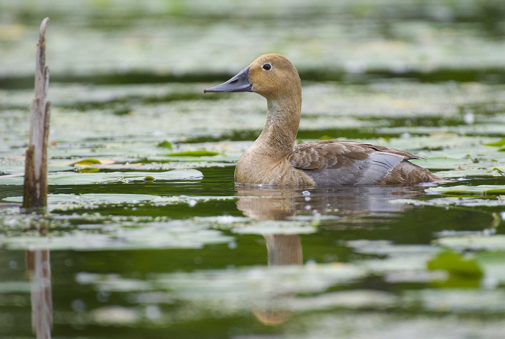 Canvasback illustration