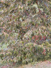 Pterospermum obliquum