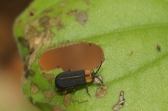 Schematiza collaris
