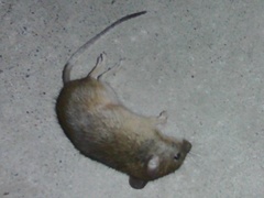 Mus musculus