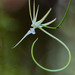 Angraecinae - Photo 由 David Rabehevitra 所上傳的 (c) David Rabehevitra，保留部份權利CC BY-NC