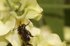 Geotrigona acapulconis