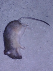 Mus musculus