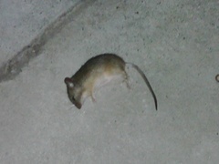 Mus musculus