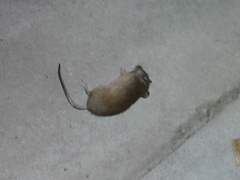 Mus musculus