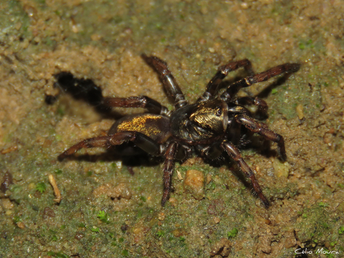 Fufius funebris