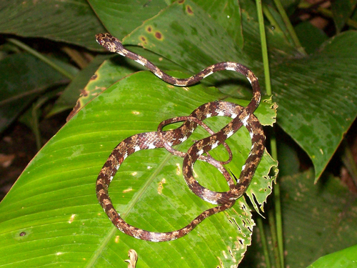 Photo of a Ringed Snail Sucker (Sibon annulatus)