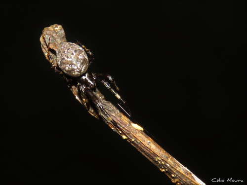 Azilia histrio | Native Nature