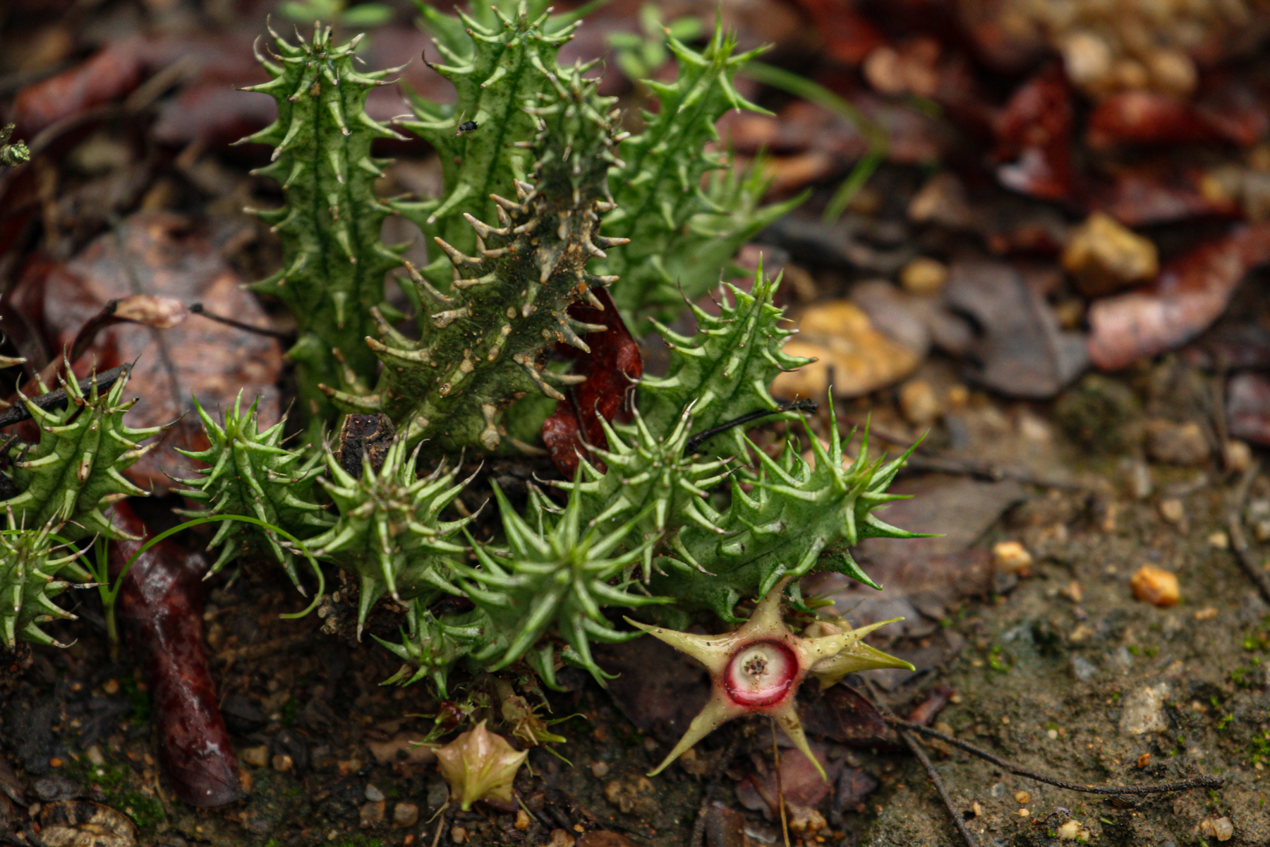 Huernia verekeri Stent