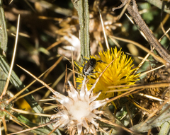 Megachile apicalis