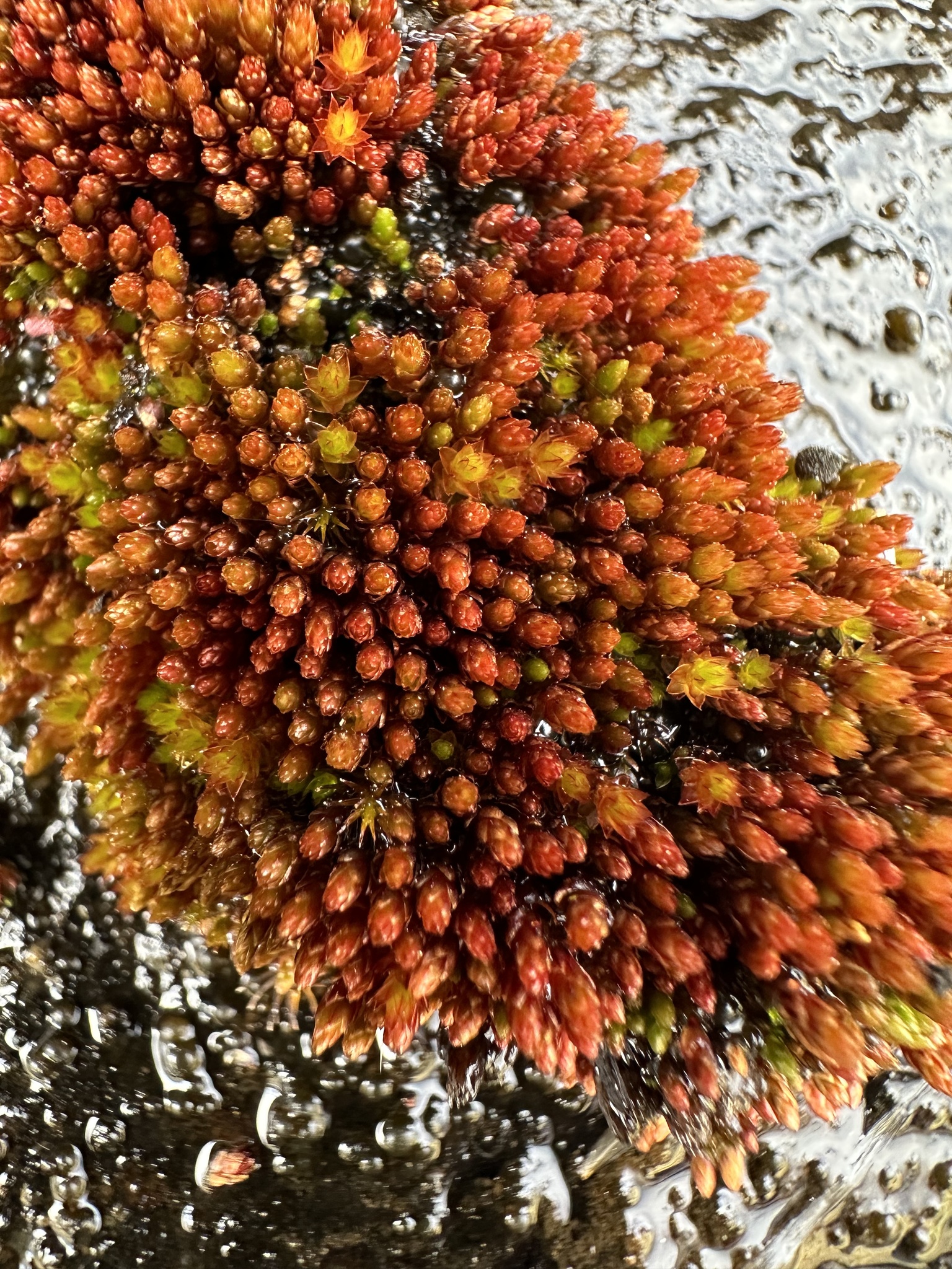 Imbribryum miniatum