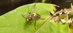 Polistes snelleni
