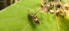 Polistes snelleni