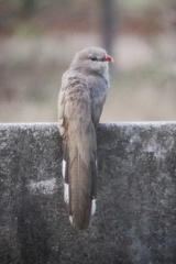 Sirkeer Malkoha photo 2