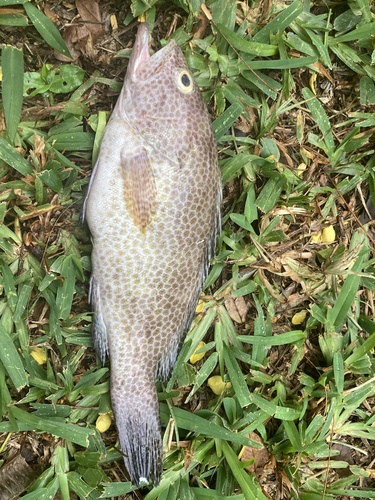Brownspotted grouper (Epinephelus chlorostigma) — Serranidae