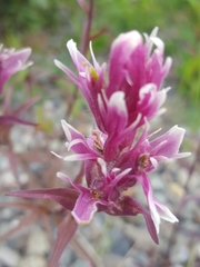 Castilleja raupii
