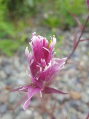 Castilleja raupii