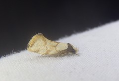 Coesyra hemiphragma