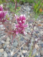 Castilleja raupii