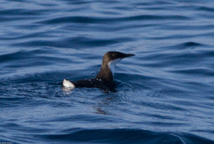 Synthliboramphus craveri