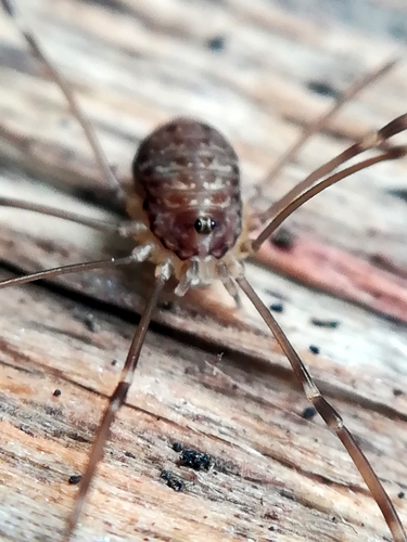 Leiobunum blackwalli