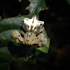 Epicadus heterogaster