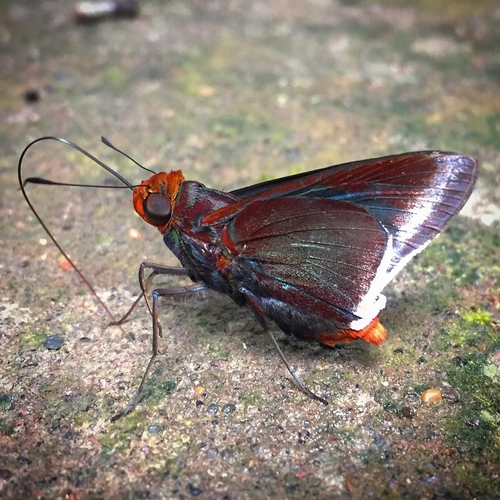Thracides thrasea
