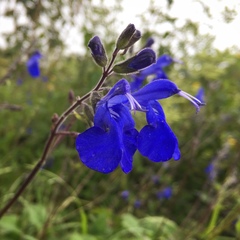 Salvia sagittata