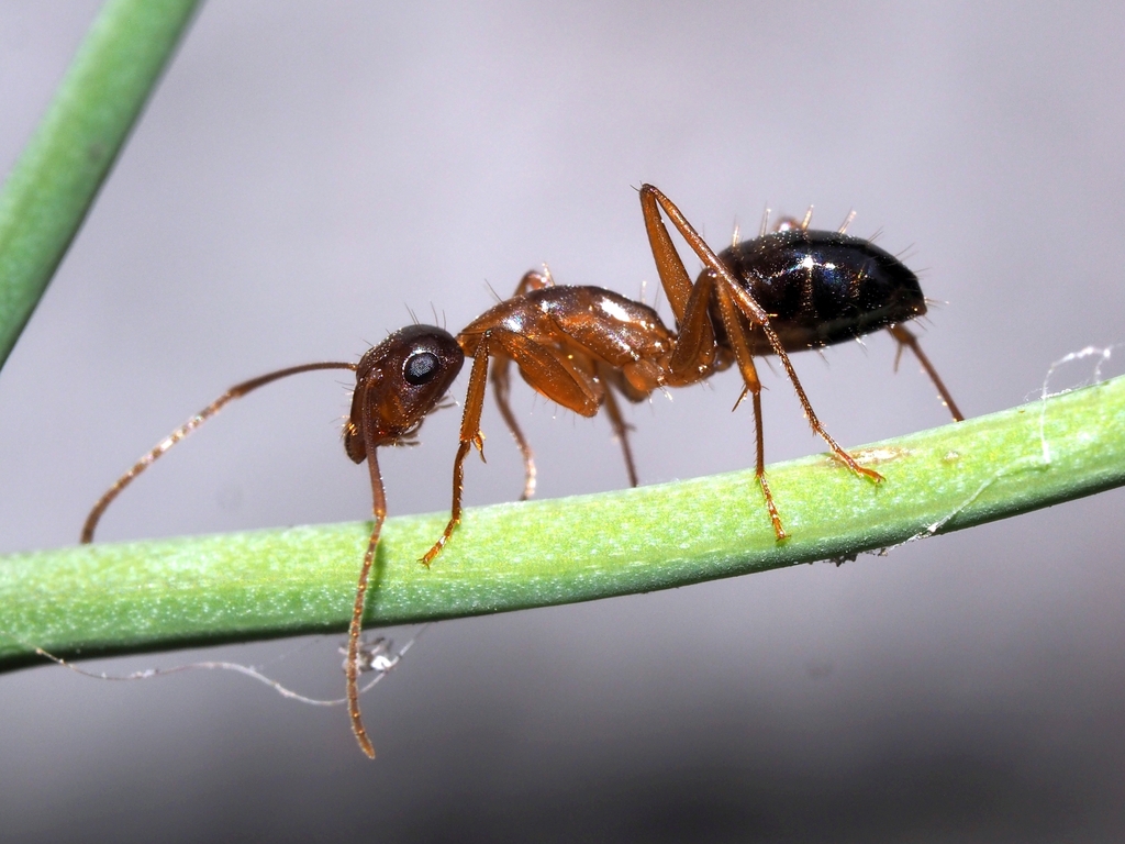 Camponotus nylanderi