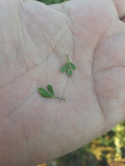 Wiborgia