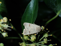 Caradrina kadenii
