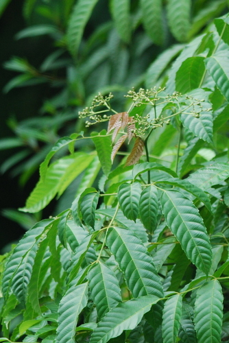 Leea indica